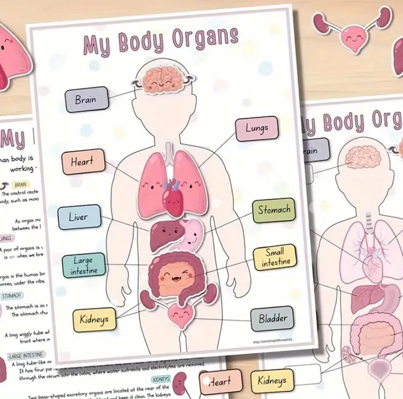 Anatomy Busy Book Cover