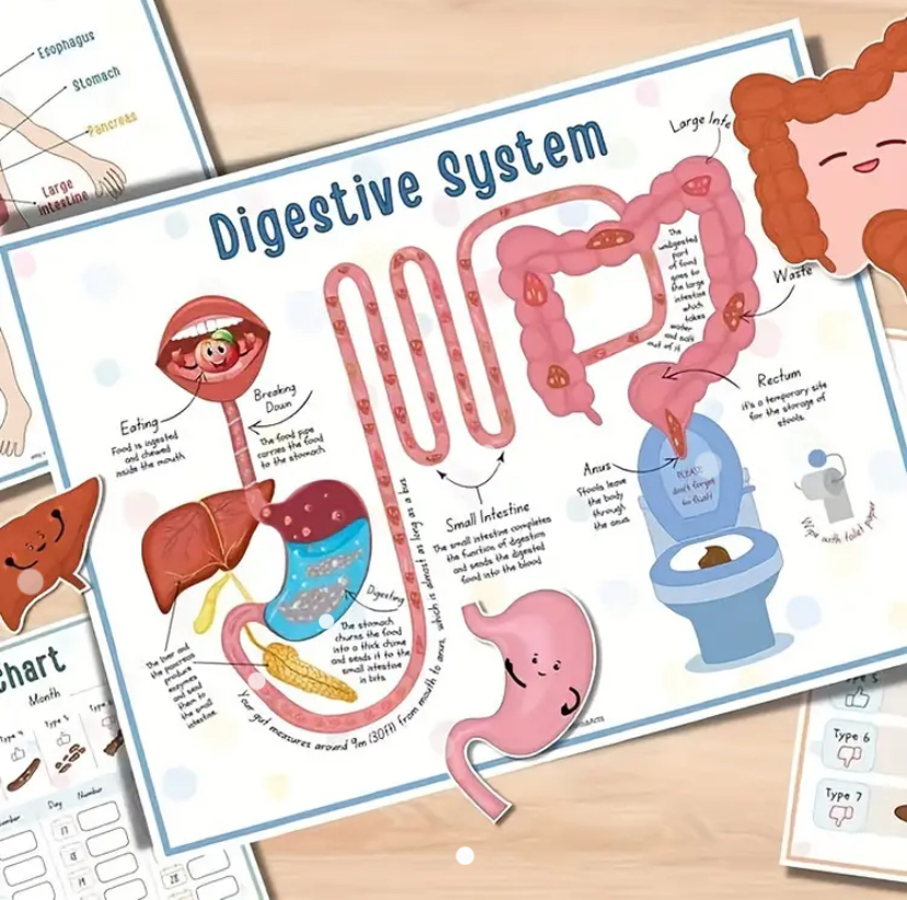 Inside Pages of Anatomy Busy Book