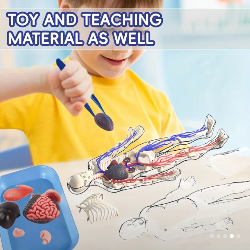 Human body set - boxed kit