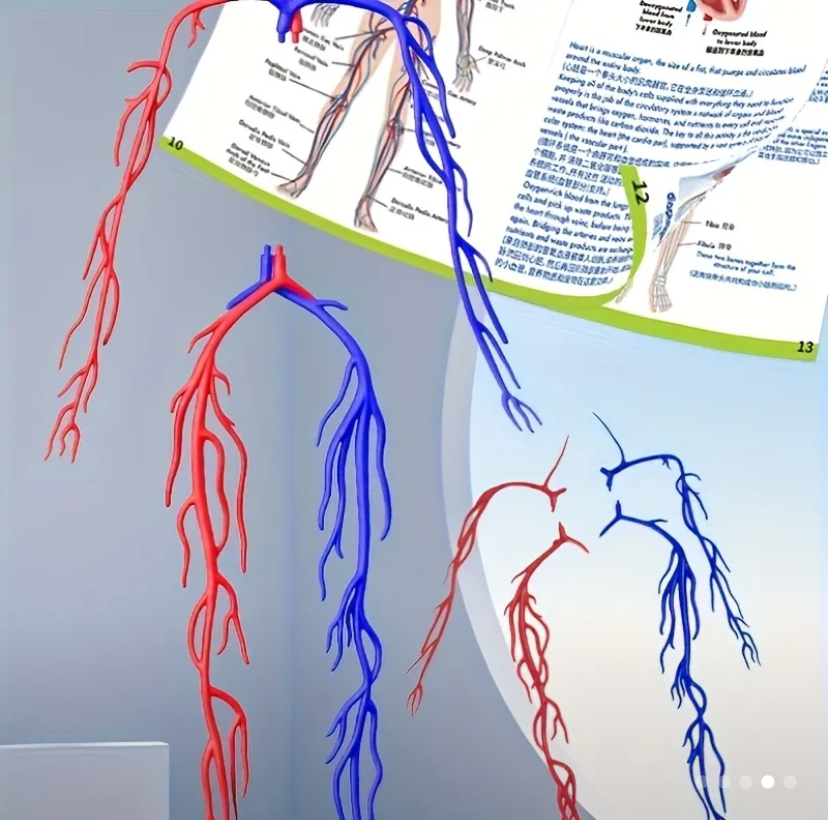 Human body set - boxed kit
