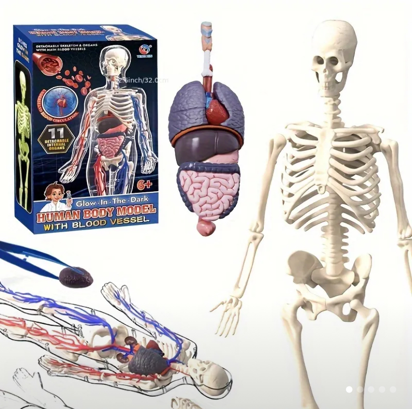 28pcs Human Body Accessory Set - Main view