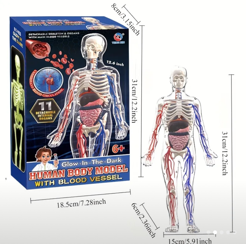 Human body set - organs close up